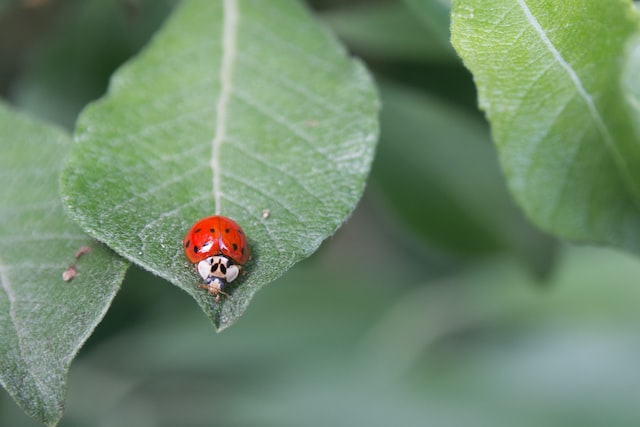 How Microbes are Unlocking the Pectin Puzzle in Leaf Beetles?