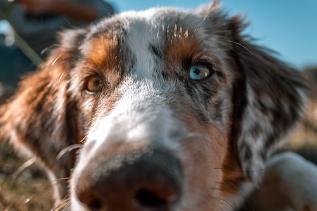 Study Says that Dogs can Detect Your Stress Levels by Sniffing Your Breath