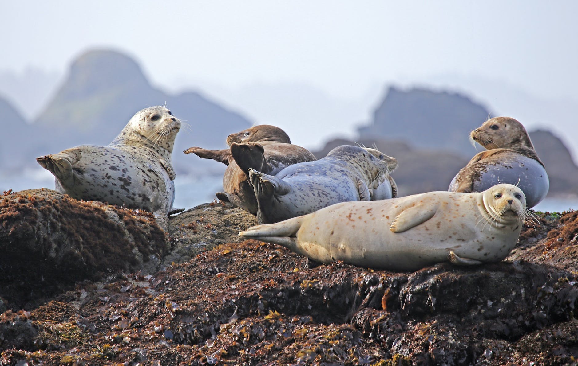 A Natural Rhythmic Aptitude Develops in Newborn Seals