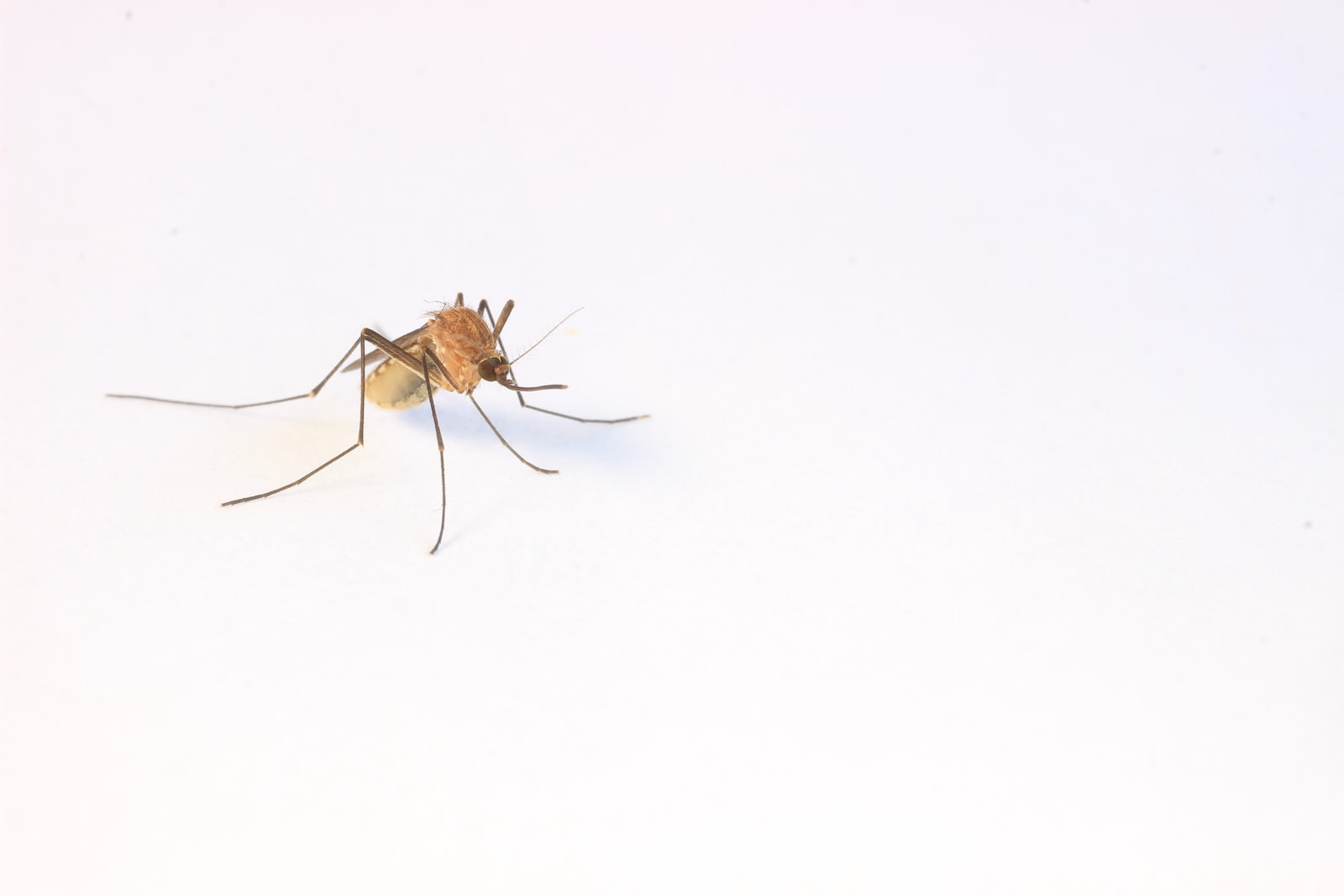 Why Do Mosquitoes Bite Some Of Us More Than Others?