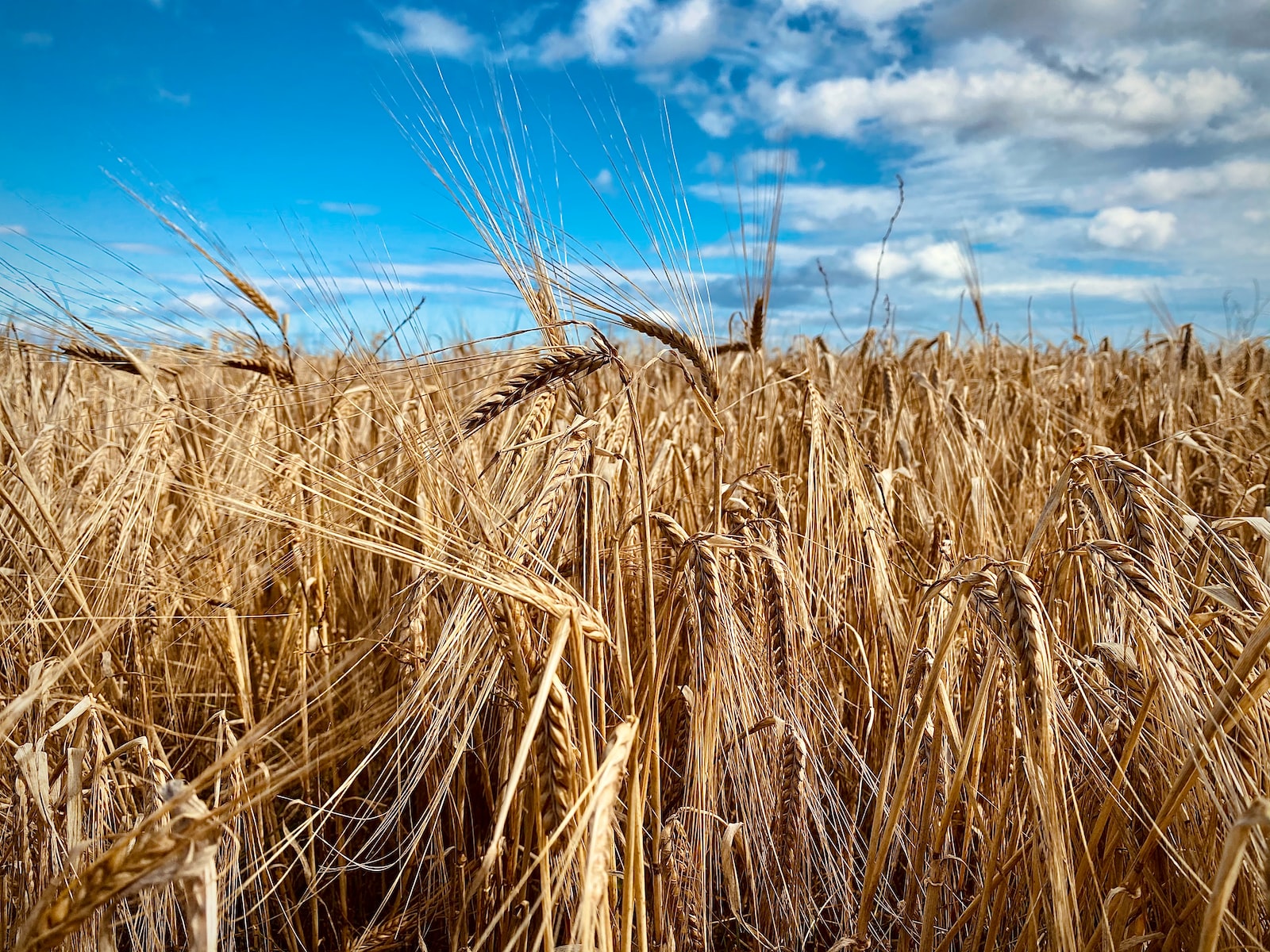 Wheat Gene Discovery Seen as “Holy Grail” by Scientists
